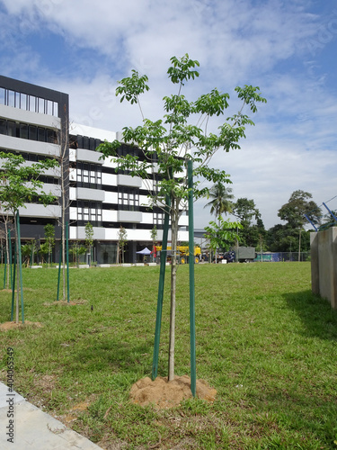 SEREMBAN, MALAYSIA -MARCH 5, 2020: Landscape work. New trees are planted and supported with support tools such as wood to prevent it from falling. This tool will be removed later. 