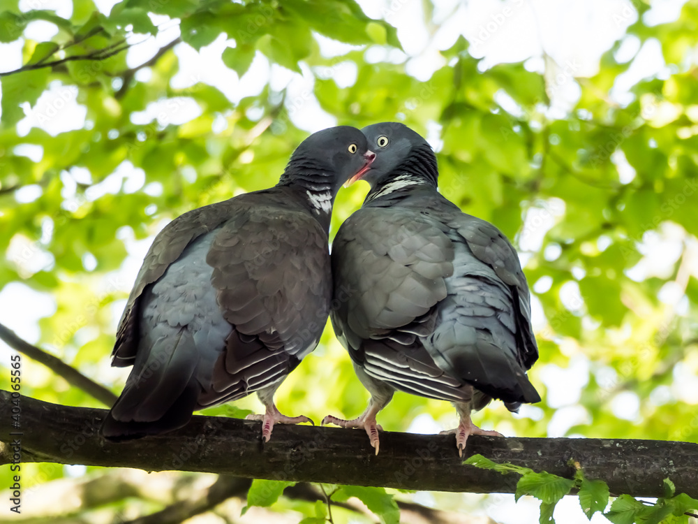 Fototapeta premium Kissing pigeons on the branch, green foliage in background