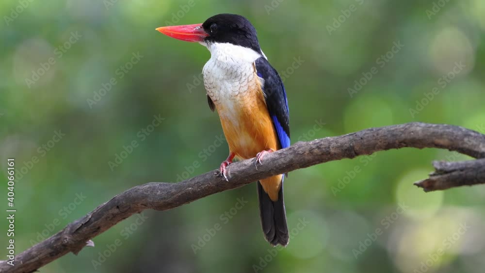 Blackcap ped kingfisher on tree green bokeh background.