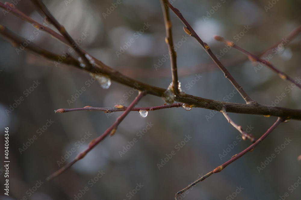 Äste im Winter bei Schnee mit gefrorenen Regentropfen und strahlendem Sonnenschein Äste im Winter bei Schnee mit gefrorenen Regentropfen und strahlendem Sonnenschein