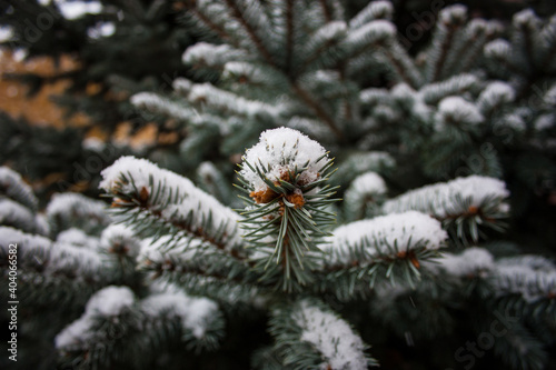 Fir branches covered with snow shot close-up.
