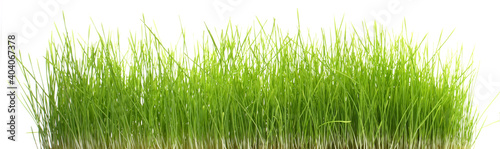 Weizengras - Gras Panorama weißer Hintergrund