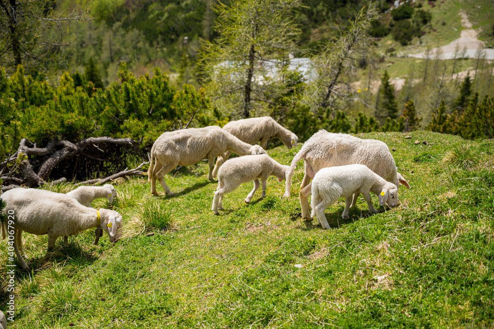 Fototapeta premium Flock of sheep grazing on alpine meadow surrounded with mountains.