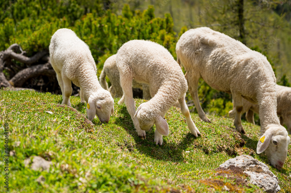 Flock of sheep grazing on alpine meadow surrounded with mountains. Flock of sheep grazing on alpine meadow surrounded with mountains.