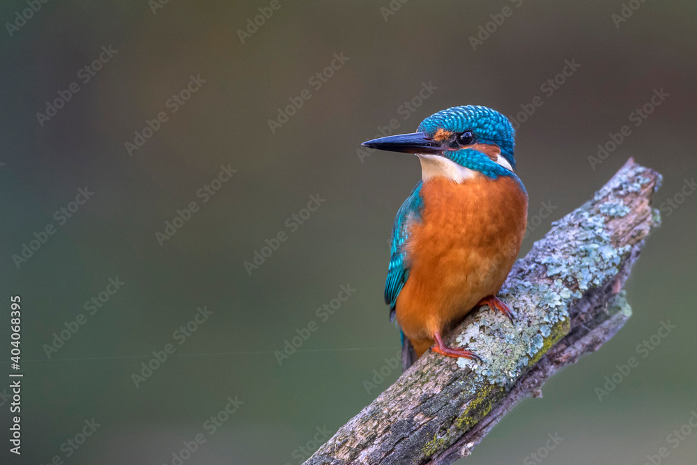 Eisvogel (Alcedo atthis) Männchen Eisvogel (Alcedo atthis) Männchen