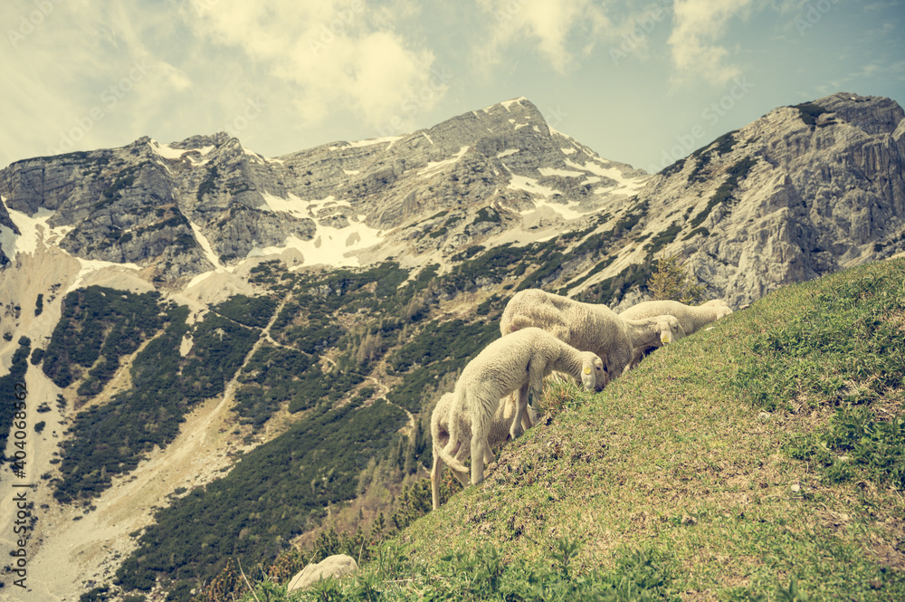 Flock of sheep grazing on alpine meadow surrounded with mountains.