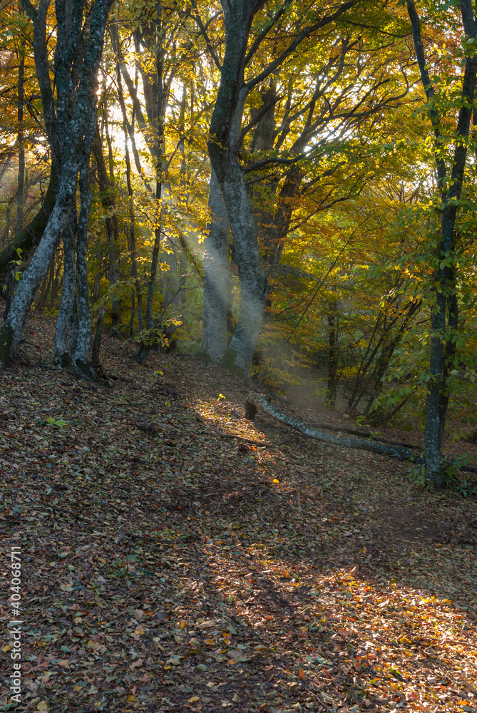 Landscape with sunbeam in morning beech forest in Crimean peninsula at fall season Landscape with sunbeam in morning beech forest in Crimean peninsula at fall season