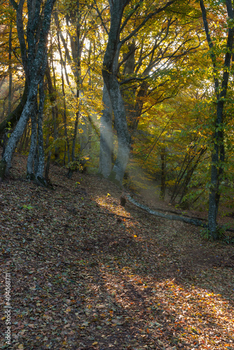Landscape with sunbeam in morning beech forest in Crimean peninsula at fall season