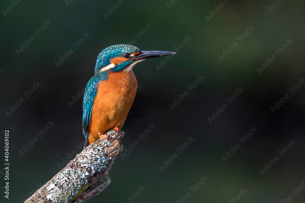 Eisvogel (Alcedo atthis) Männchen Eisvogel (Alcedo atthis) Männchen