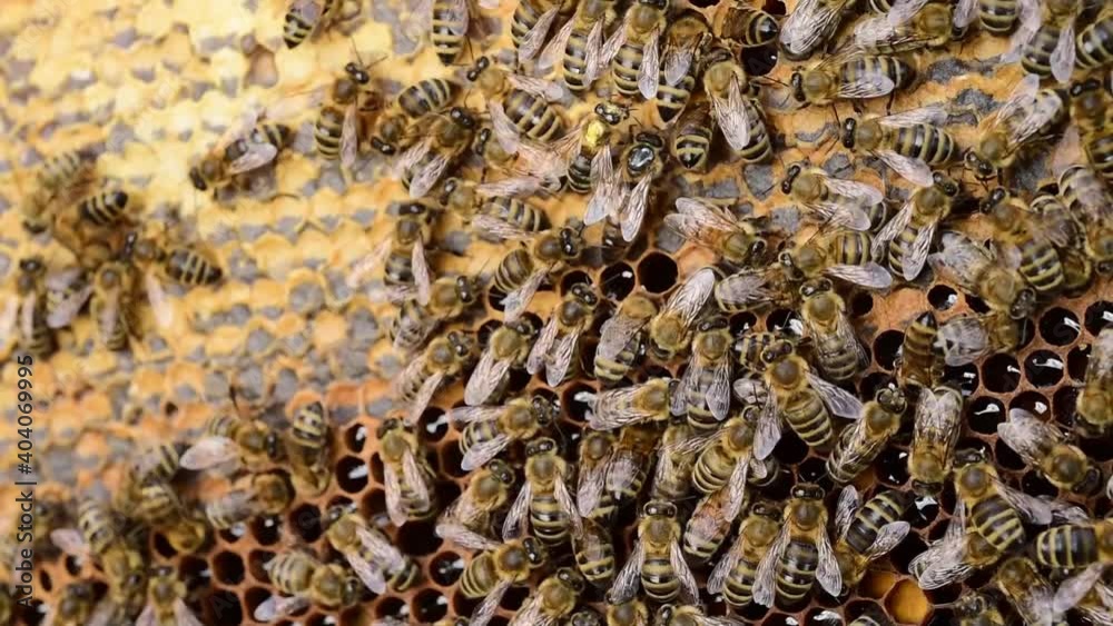 Bee queen mother walking on the honeycomb - 1 Bee queen mother walking on the honeycomb - 1