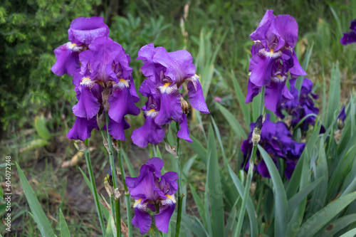 A bush of purple bearded Germanic irises blooms in the garden.
