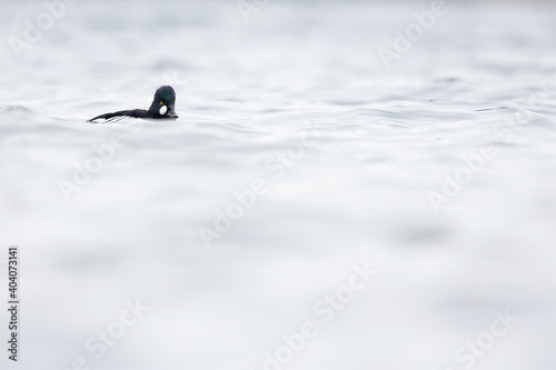 A male adult goldeneye (Bucephala clangula) swimming in a lake photographed high key.