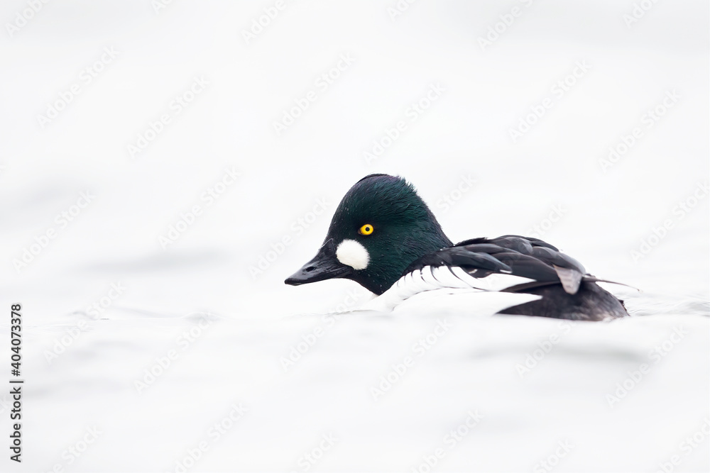 A male adult goldeneye (Bucephala clangula) swimming in a lake photographed high key. A male adult goldeneye (Bucephala clangula) swimming in a lake photographed high key.