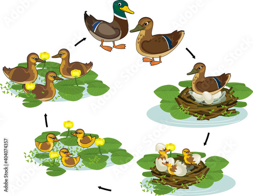 Life cycle of bird. Stages of development of wild duck (mallard) from egg to duckling and adult bird isolated on white background