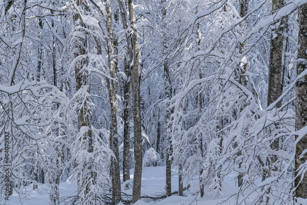 la forest gelata la forest gelata