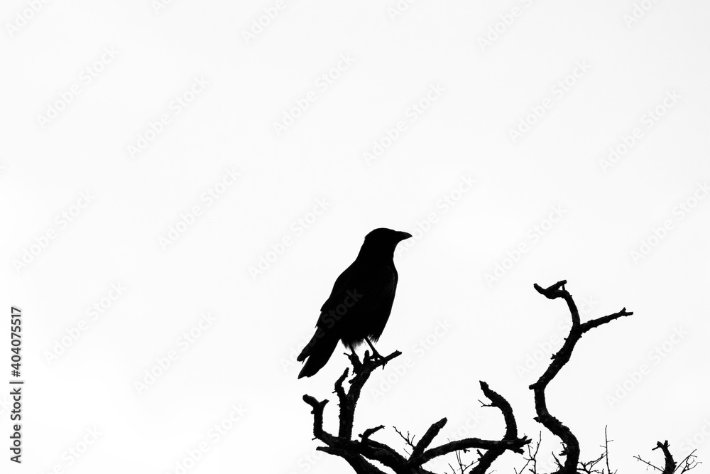 Fototapeta premium Maître corbeau, sur un arbre perché