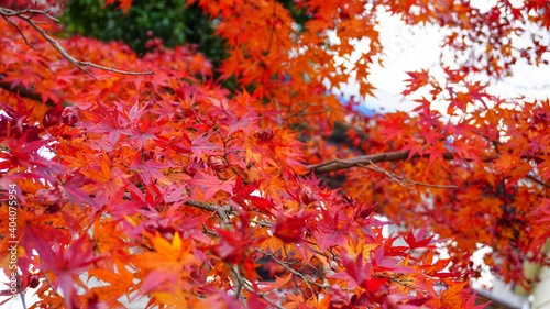 紅葉が綺麗な秋の公園 © 4ChaN