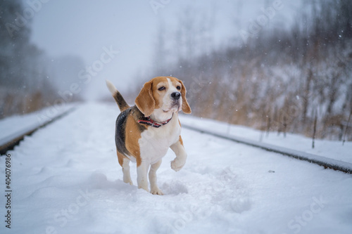 cute beagle dog on a walk in the park in winter during heavy snowfall . portrait of a beagle on a snow background