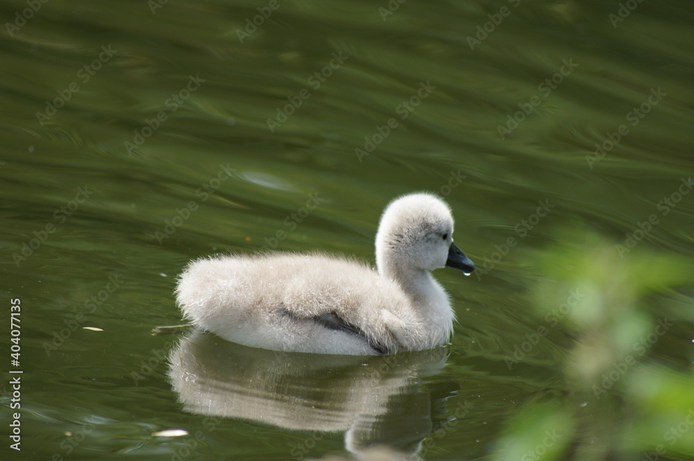 Swan family on a lake.