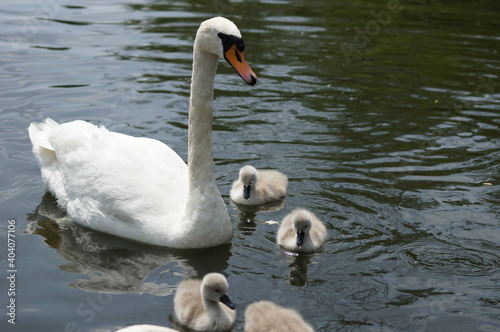 Swan family on a lake.