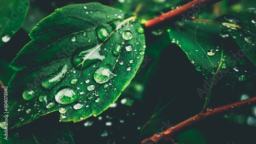 Billede på lærred sheet with rain