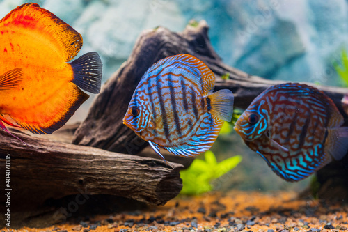 Photography View of discus fish swimming in planted aquarium