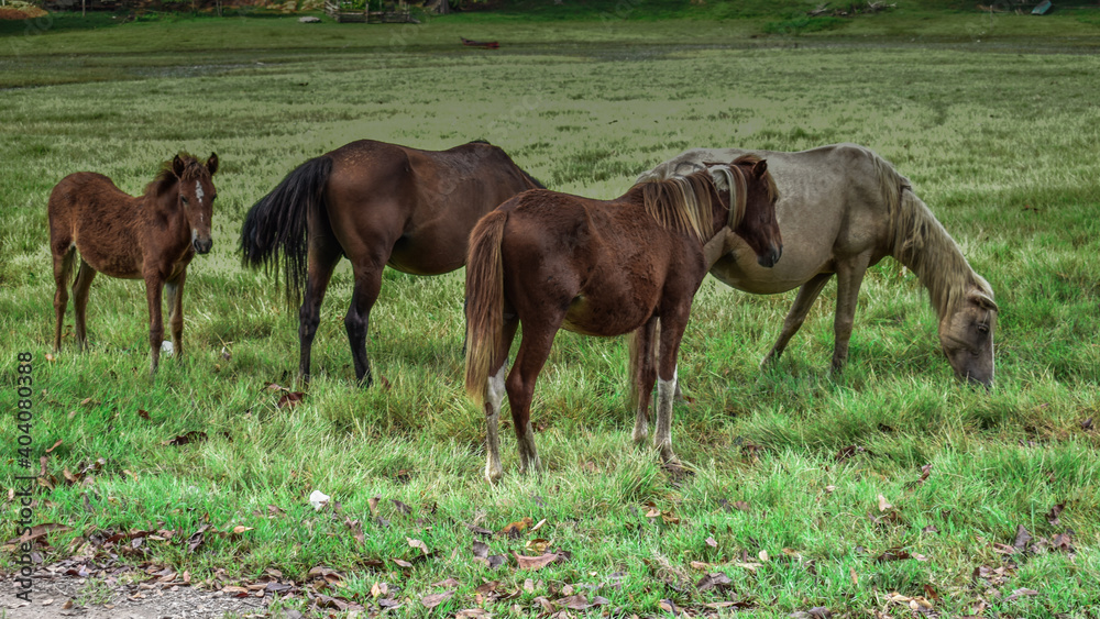 Obraz premium Cavalos - Distrito de Aporema/Tartarugazinho/Amapá/Brasil 