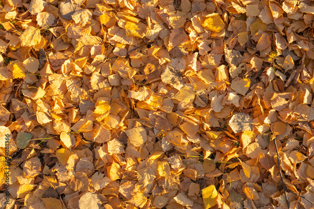 yellow birch leaves on the ground, top view