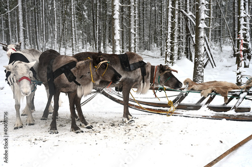 Northern sledding reindeer in a winter snow covered forest © Alexey Kuznetsov