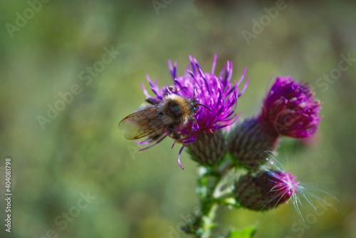 Bumblebee collects nectar on a flower. Bumblebee collects nectar from a flower.