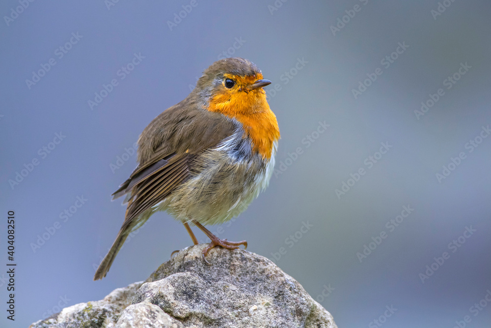 Rotkehlchen (Erithacus rubecula) Rotkehlchen (Erithacus rubecula)