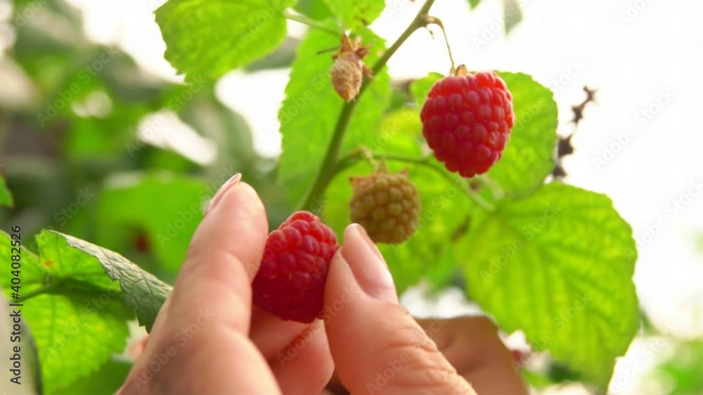 Close up of hands picking ripe raspberries from the bush on the background of greenery Close up of hands picking ripe raspberries from the bush on the background of greenery