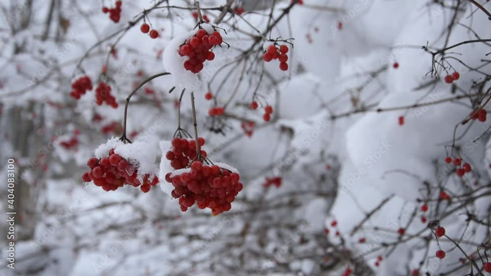 Winter landscape with red berries of guilder rose (viburnum opulus, water elder, common snowball) Winter landscape with red berries of guilder rose (viburnum opulus, water elder, common snowball)