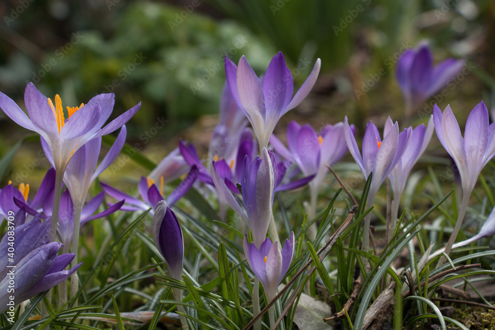 Purple crocus flowers, Crocus tommasinianus, Lilac Beauty, blooming in Spring in Shropshire, UK, close-up ground level side view Purple crocus flowers, Crocus tommasinianus, Lilac Beauty, blooming in Spring in Shropshire, UK, close-up ground level side view