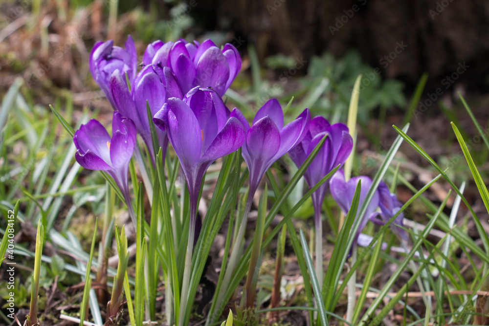 Purple crocus flowers, Crocus tommasinianus, Barr's purple, blooming in Spring in England. side view, natural background Purple crocus flowers, Crocus tommasinianus, Barr's purple, blooming in Spring in England. side view, natural background