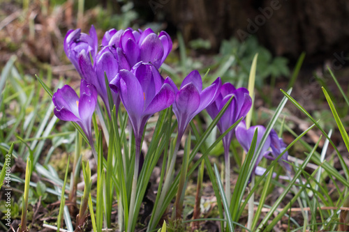 Purple crocus flowers, Crocus tommasinianus, Barr's purple, blooming in Spring in England. side view, natural background