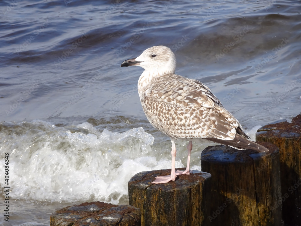 Seagull on Wave-Breakers