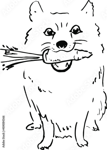 Sketch illustration of a dog spitz with carrot. 