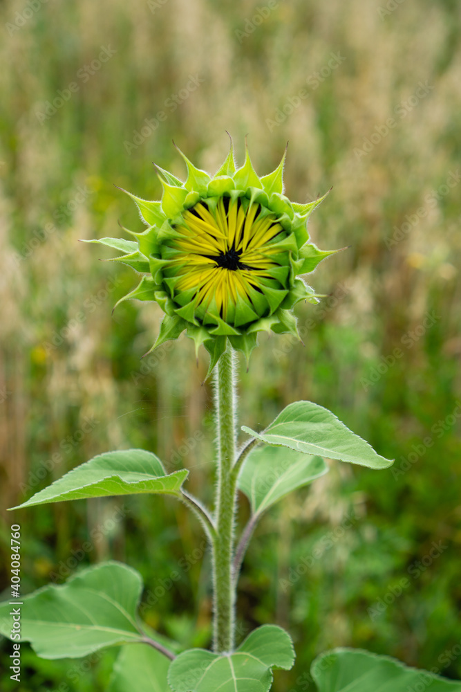 Closed sunflower flower alone on a background of green field Closed sunflower flower alone on a background of green field