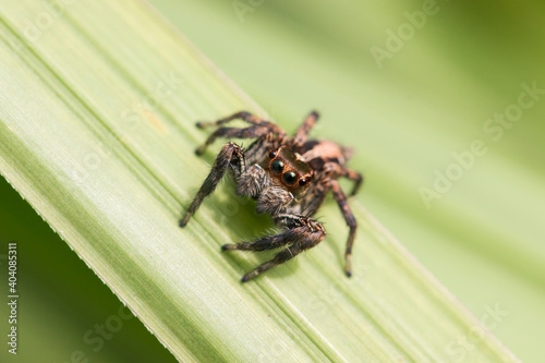 brown jumping spider on a leaf