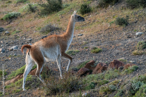The guanaco (Lama guanicoe)