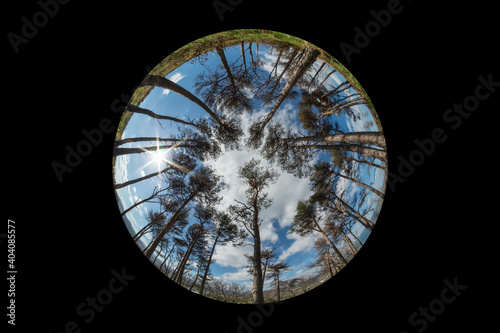 Looking Up Through Evergreen Trees, Bray, County Wicklow Through a Fish Eye Lens