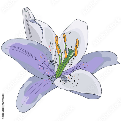 Vector illustration of one tiger lily isolated on white background. Blank for designers, elements, logo, icon, wedding