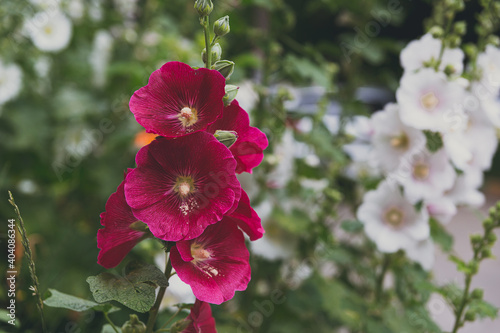 Pink mallow flower in a flowerbed against a background of green leaves