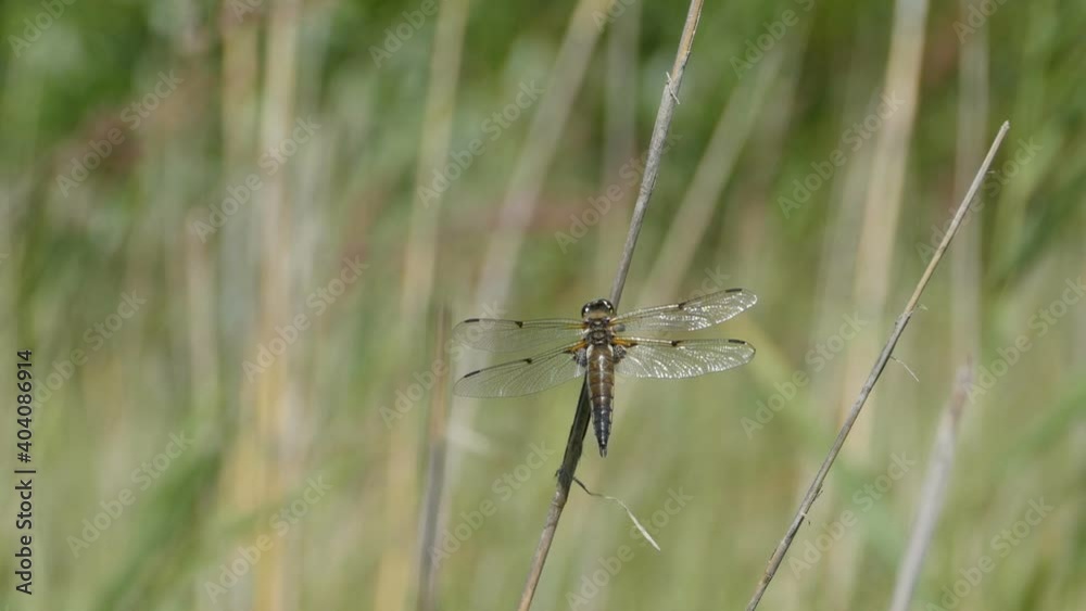large dragonfly with transparent wings shining in the sun close-up large dragonfly with transparent wings shining in the sun close-up