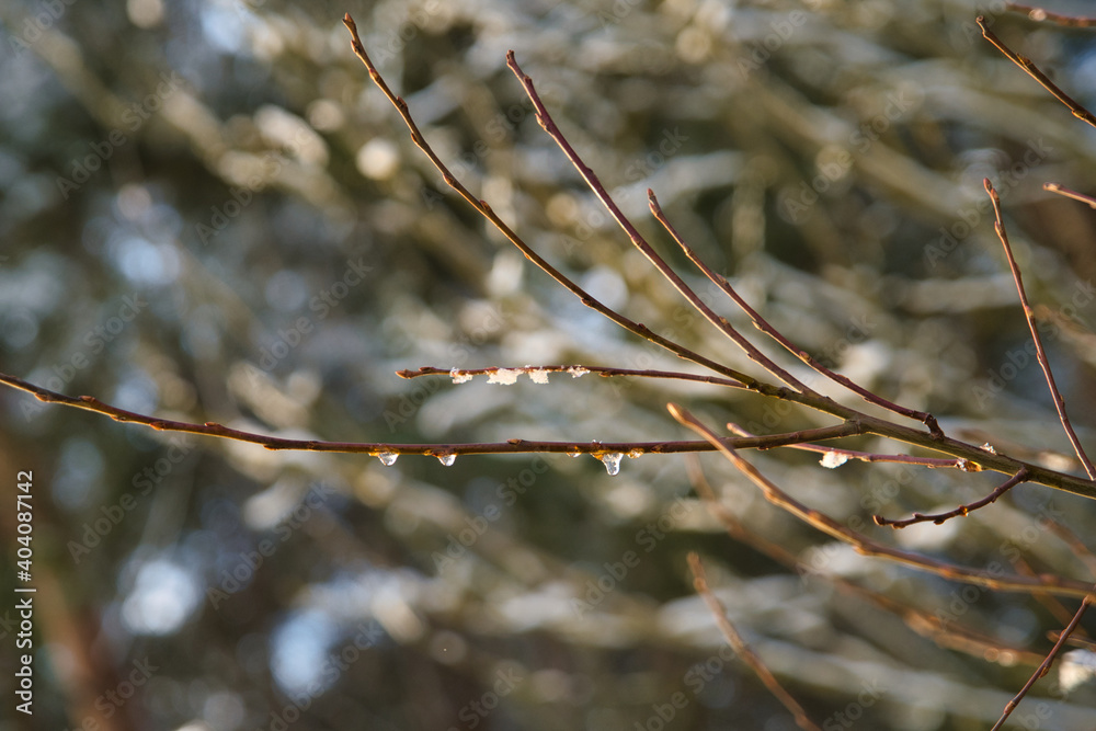 Äste im Winter bei Schnee mit gefrorenen Regentropfen und strahlendem Sonnenschein Äste im Winter bei Schnee mit gefrorenen Regentropfen und strahlendem Sonnenschein