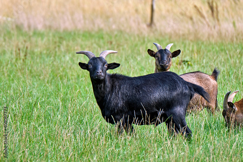 Hausziegen ( Capra aegagrus hircus ) auf einer Weide. photo