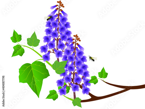 Paulownia branch with flowers and bees on a white background.