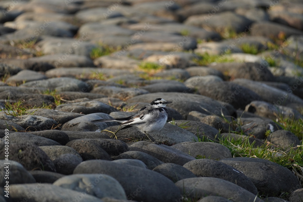 Obraz premium まんまるハクセキレイ