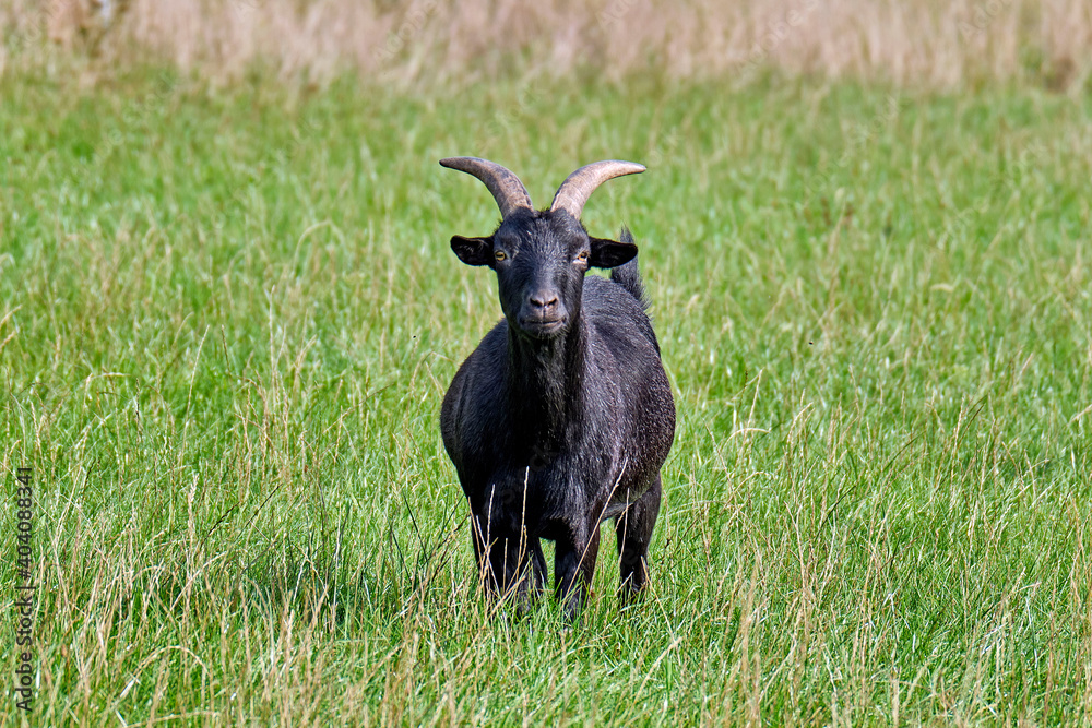 Hausziege ( Capra aegagrus hircus ) auf einer Weide. Hausziege ( Capra aegagrus hircus ) auf einer Weide.
